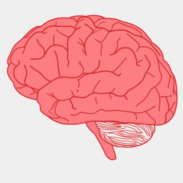 Brain Thumbnail