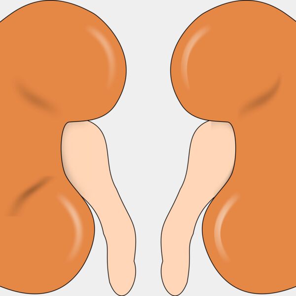 Kidneys Thumbnail