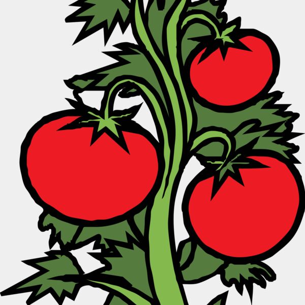 Tomato Plant Thumbnail