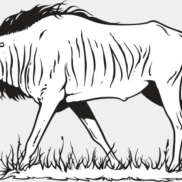 Wildebeest Thumbnail