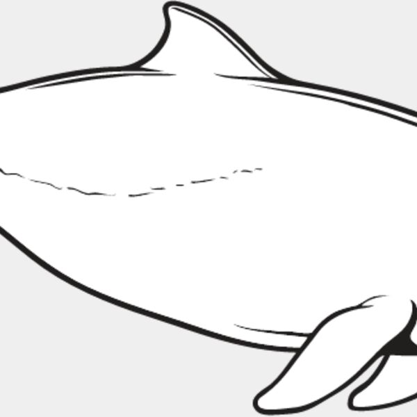 Harbor Porpoise Thumbnail