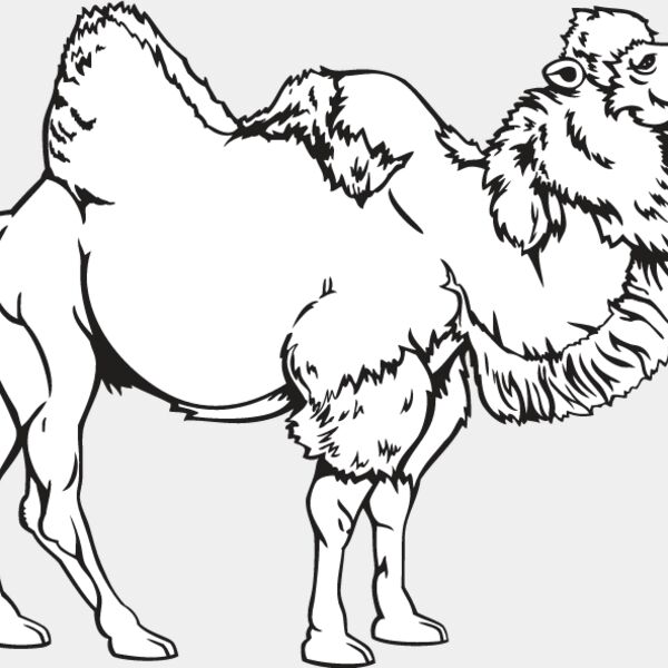 Camel1 Thumbnail