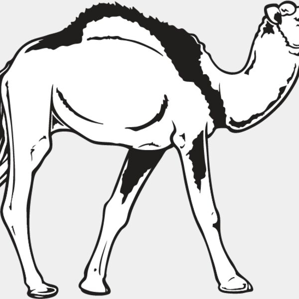 Camel2 Thumbnail