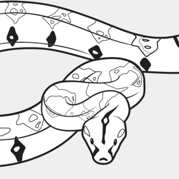 Boa Constrictor Thumbnail