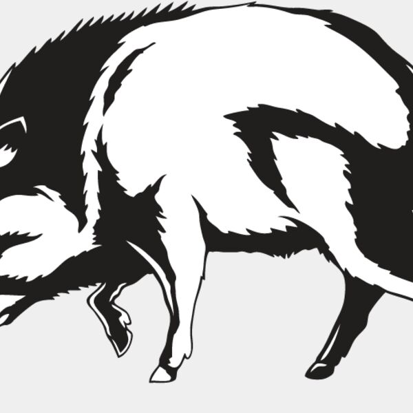 Wild Boar2 Thumbnail