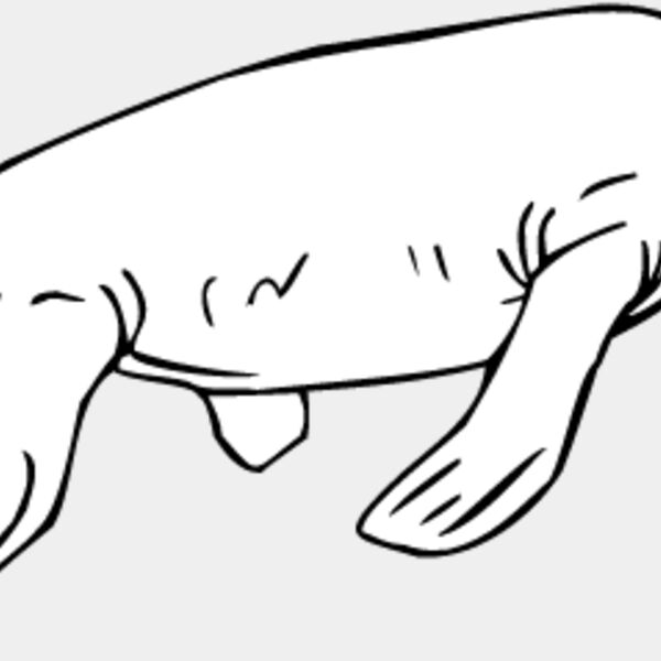 Pistosaurus Thumbnail