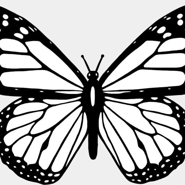 Butterfly2 Thumbnail