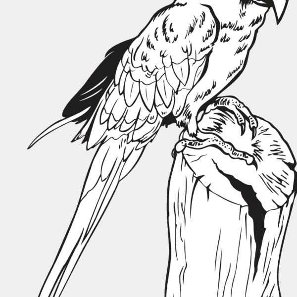 Macaw Thumbnail