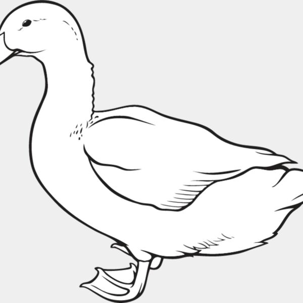 Duck4 Thumbnail
