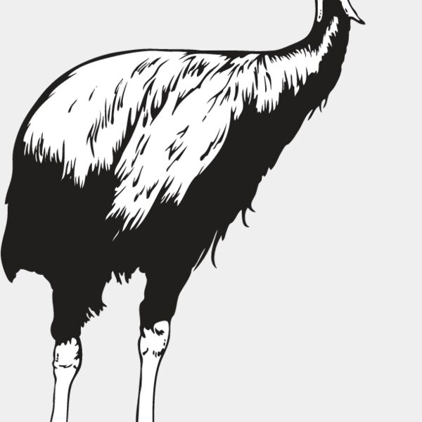 Cassowary Thumbnail