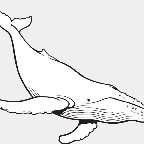 Humpback Whale Thumbnail