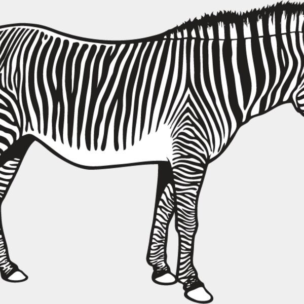 Zebra1 Thumbnail