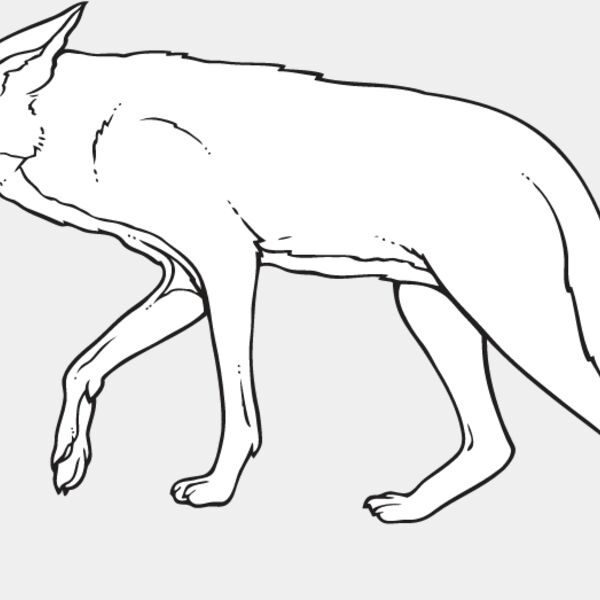 Coyote1 Thumbnail