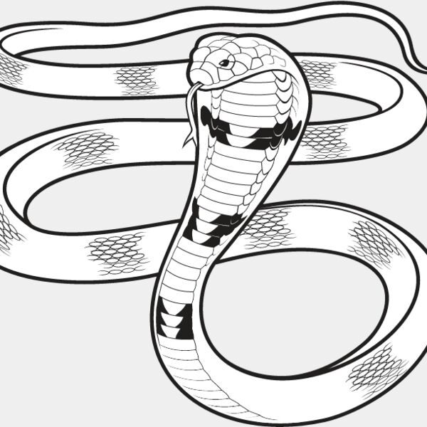 Cobra Snake Thumbnail