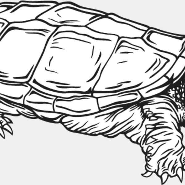 Turtle4 Thumbnail
