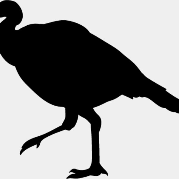 Wild Turkey3 Thumbnail