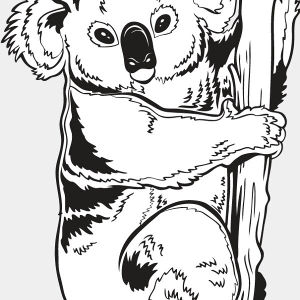 Koala Bear Thumbnail