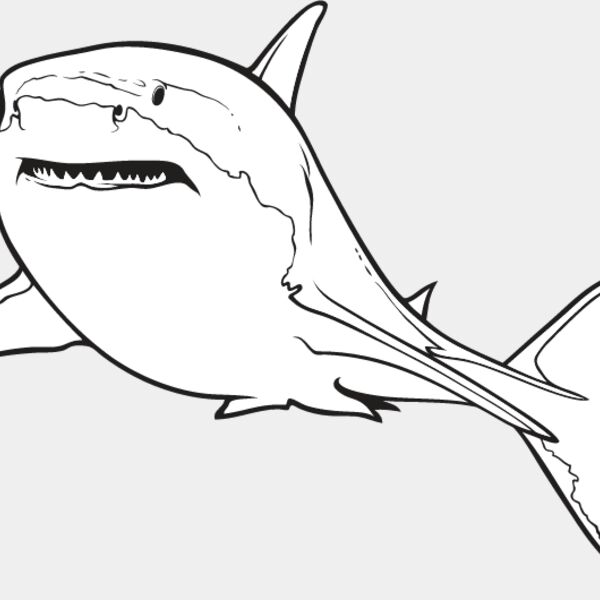 Great White Shark1 Thumbnail