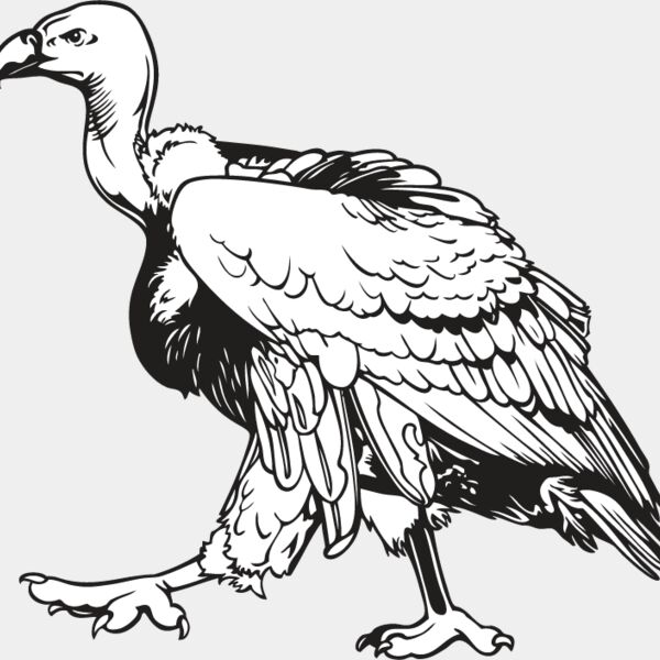 Vulture Thumbnail