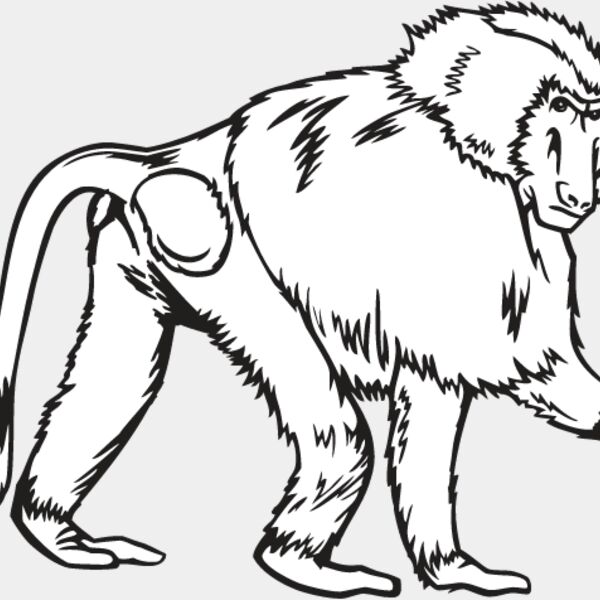 Baboon Thumbnail