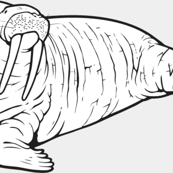Walrus Thumbnail