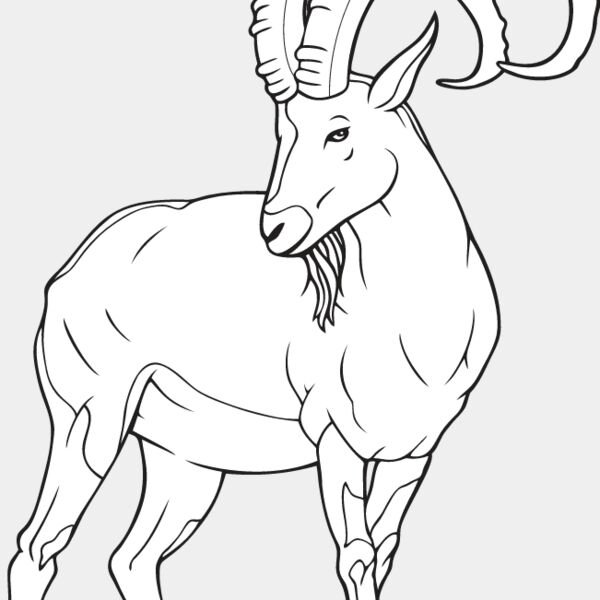 Ibex Thumbnail