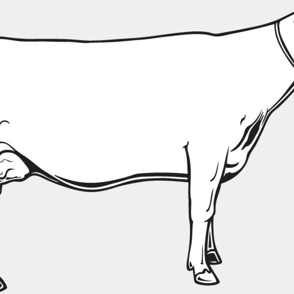 Cow7 Thumbnail