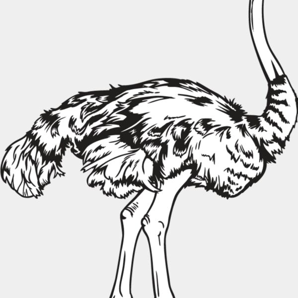 Ostrich Thumbnail