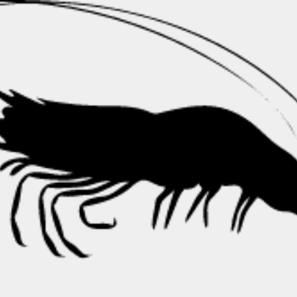 Shrimp2 Thumbnail