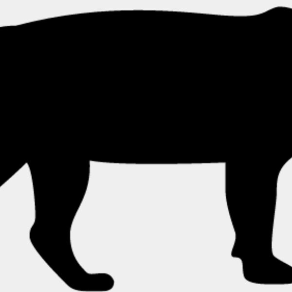 Big Cat  Tiger  Lion  Panther 1 Thumbnail