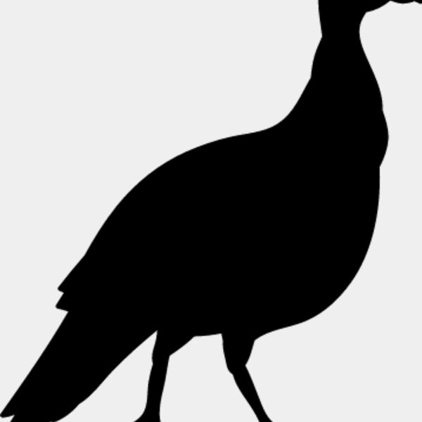 Wild Turkey2 Thumbnail