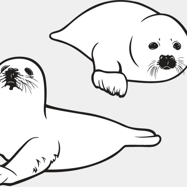 Baby Seals Thumbnail