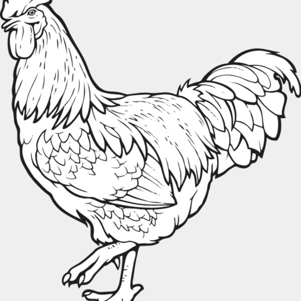 Rooster2 Thumbnail