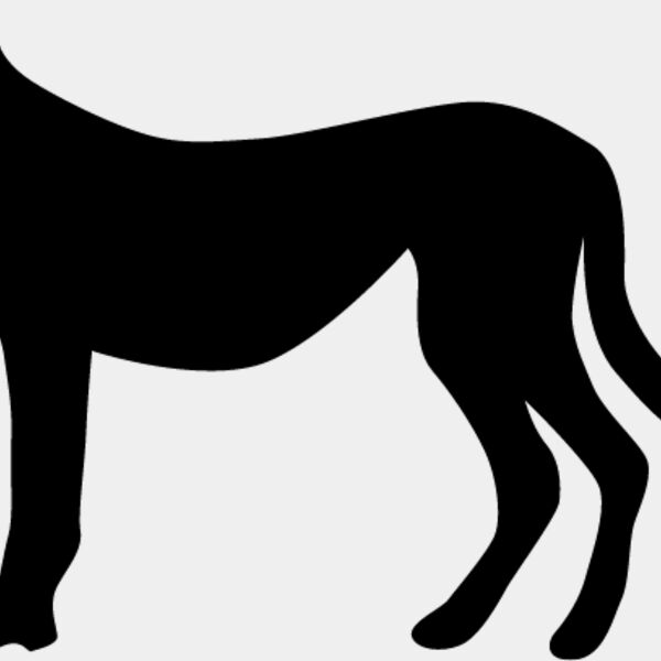 Big Cat  Tiger  Lion  Panther 26 Thumbnail