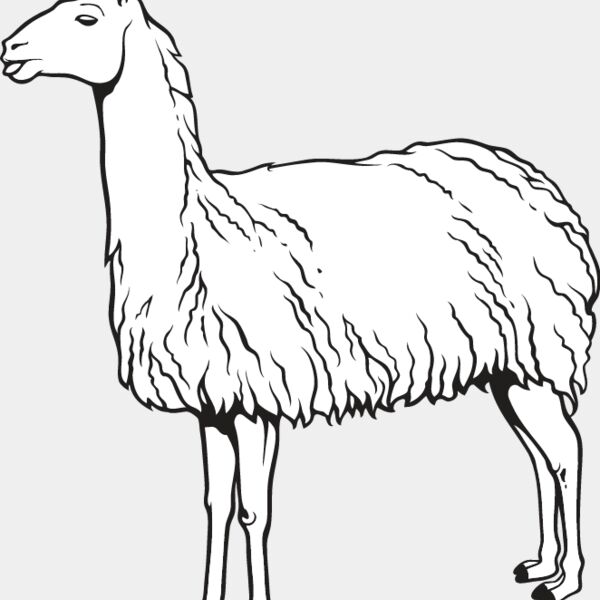 Llama Thumbnail
