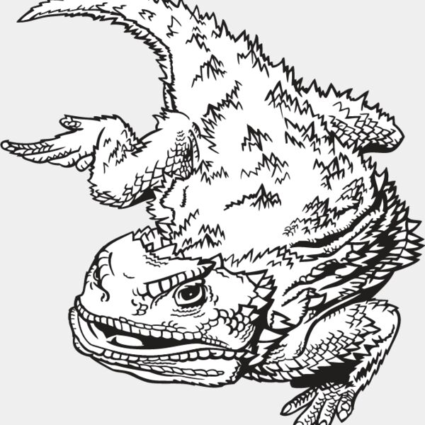 Horned Toad Thumbnail