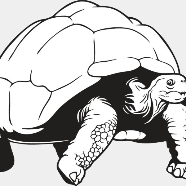Tortoise2 Thumbnail