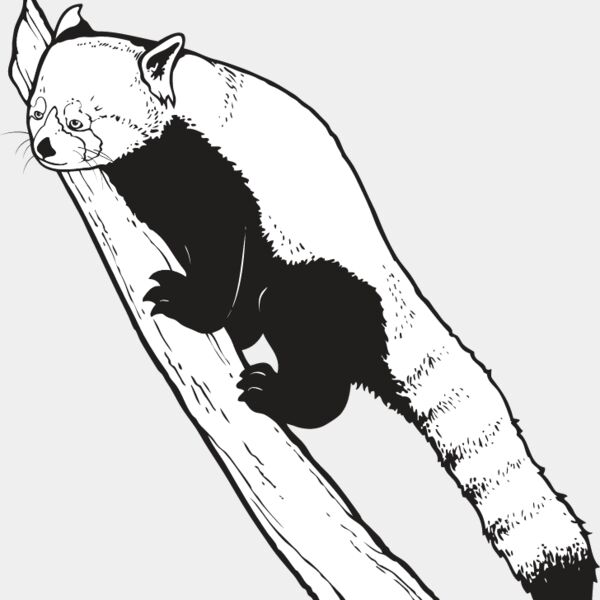 Red Panda Bear Thumbnail