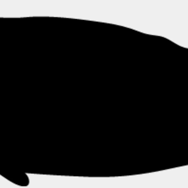 Blue Whale2 Thumbnail