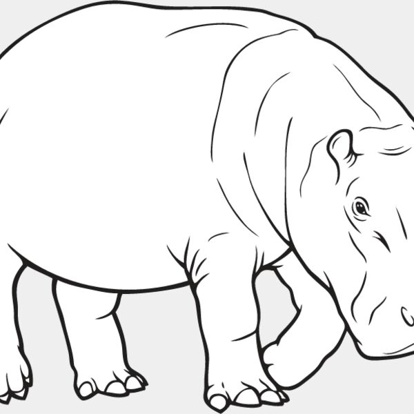 Hippopotamus1 Thumbnail