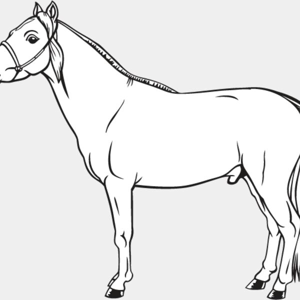 Miniature Horse1 Thumbnail