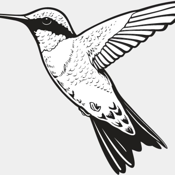 Hummingbird Thumbnail