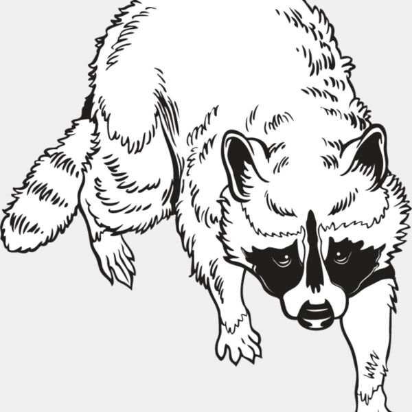 Raccoon1 Thumbnail