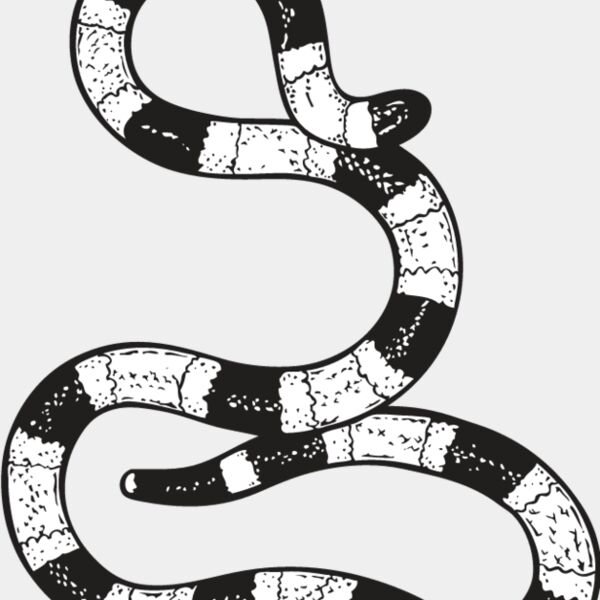 Coral Snake Thumbnail