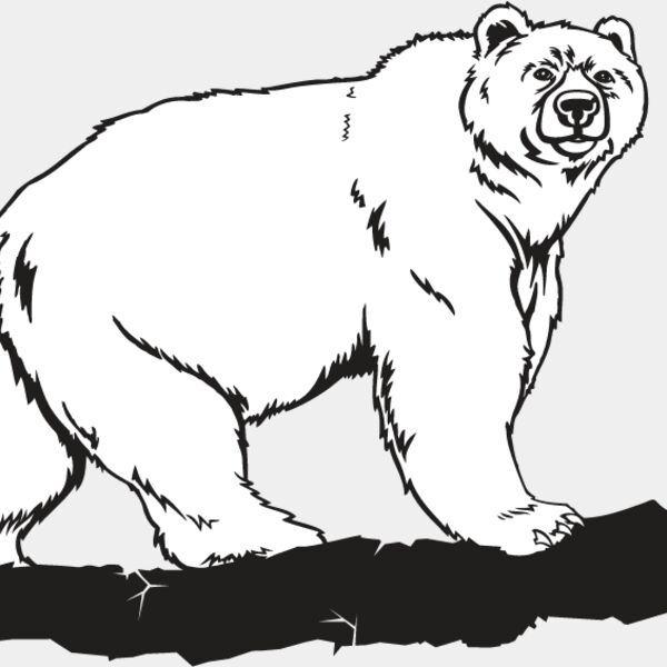 Grizzly Bear Thumbnail