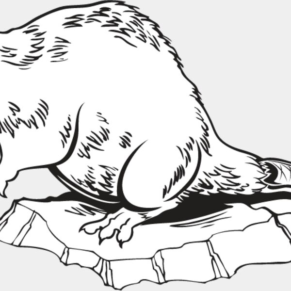 Beaver1 Thumbnail