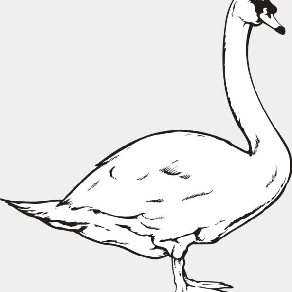 Swan1 Thumbnail