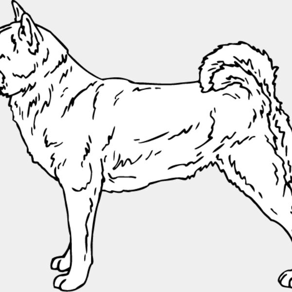 Shiba Inu1 Thumbnail