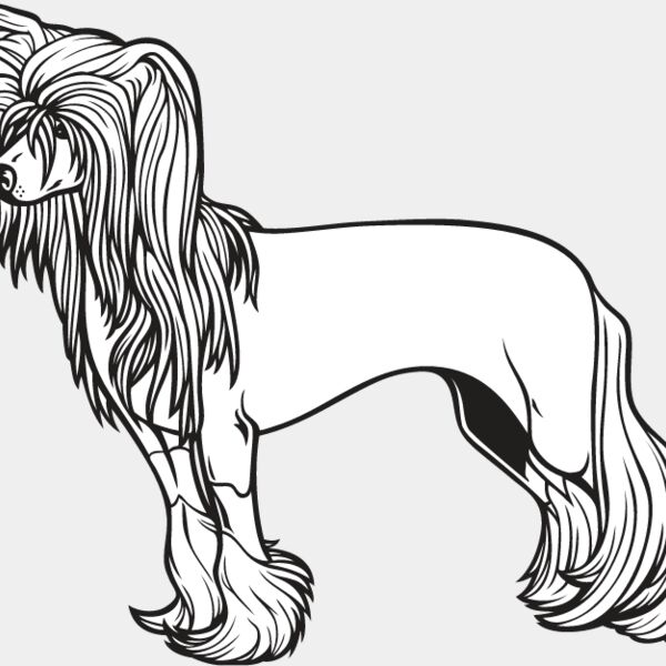 Chinese Crested1 Thumbnail