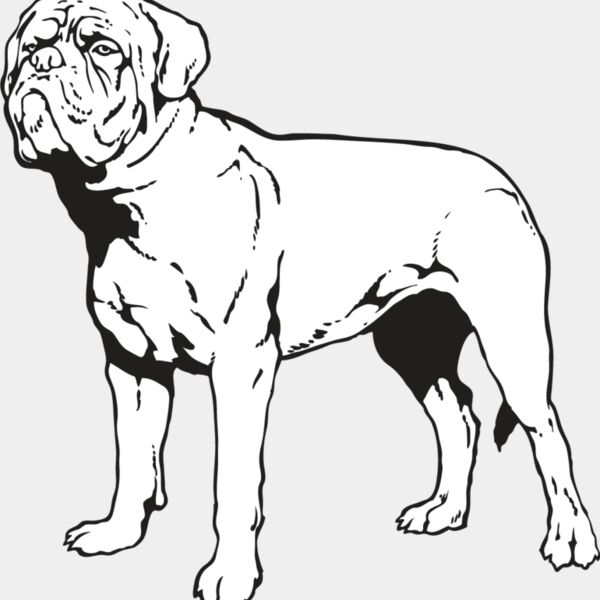 French Mastiff Thumbnail